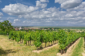 Obraz premium view to Wine Village of Oggau at Lake Neusiedler See in Burgenland,Austria