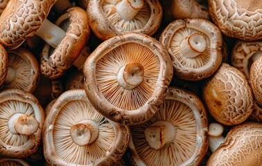 Fototapeta premium Close Up of Fresh Brown Mushrooms