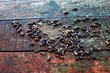 Rat feces on the doorstep of a village house. The war of rodents and humans. To date, the victory...