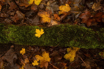 Vibrant autumn leaf resting on a moss-covered, fallen tree trunk, lush with deep green hues.