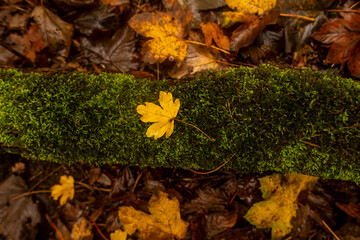 Vibrant autumn leaf resting on a moss-covered, fallen tree trunk, lush with deep green hues.