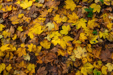 Golden and crimson autumn leaves scattered on the ground, blending in shades of amber, rust, and deep orange