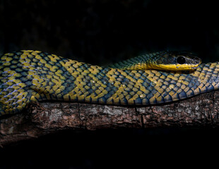 Serpiente sobre una rama girando sobre su cuerpo