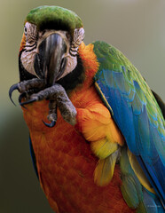 guacamaya azul limpiado la pata con el pico