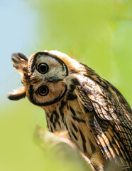 Búho con fondo verde cabeza ladeada
