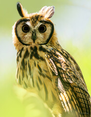 Búho con fondo verde