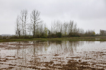 The reflection of trees in waterlogged rice fields .Agricultural land full of water