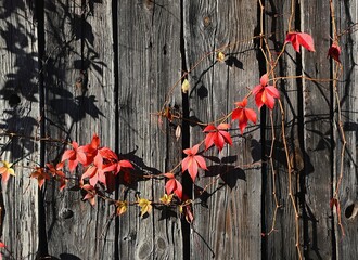 Winobluszcz pięciolistkowy - kolorowe pnącze. Naturalna ozdoba ogrodzeń, płotów, starych murów i  ścian domów © grzegorz