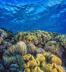 Coral reef South Pacific,Palau © John Anderson