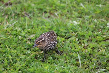 An image of a female Red-winged Blackbird foraging in the grass.