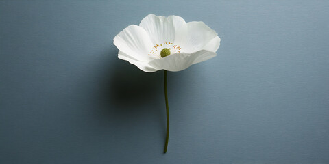Delicate white poppy flower on a blue background.