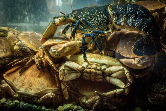 Krab w akwarium