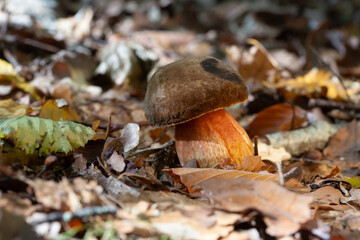 Mushroom in fallen leaves in the autumn forest