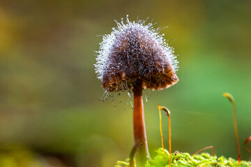 Tiny mushrooms growing on other mushroom, macrophotography, spinellus fusiger