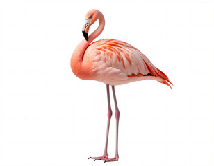 Obraz premium pink flamingo isolated on white