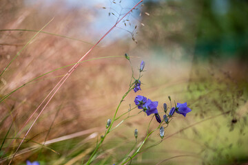 Bellflower with blurred bokeh bentgrass background in summer