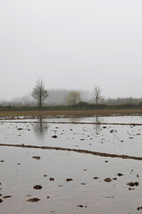The reflection of trees in waterlogged rice fields .Agricultural land full of water
