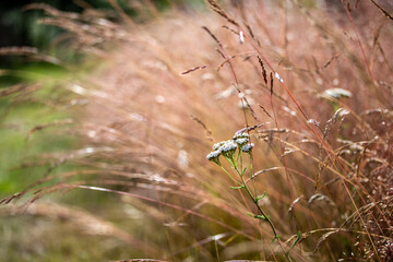 Yarrow flower in soft blurred dry bentgrass in the summer, Achillea millefolium
