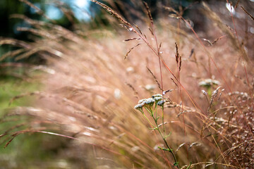 Yarrow flower in soft and dry bentgrass, bokeh summer vibes