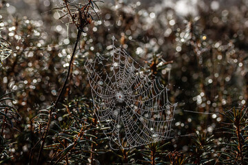 Spider web with shining dew drops and spider in middle in golden light on marsh rosemary in the swamp