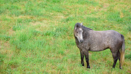 Fototapeta premium Countryside, horse and meadow with field, spring and mockup space with animal. Outdoor, nature and mare with grass, calm and green with eco friendly, ground and serene landscape on sustainable farm