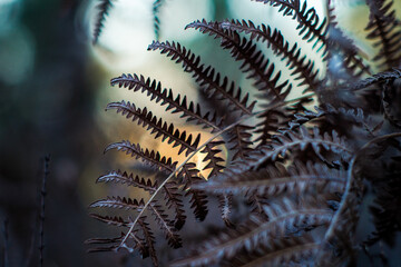Macro de fougères sauvages dans la forêt des Landes de Gascogne, pendant le coucher du soleil