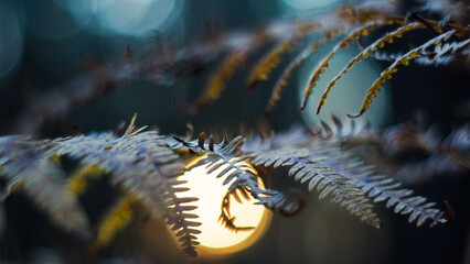 Macro de fougères sauvages dans la forêt des Landes de Gascogne, pendant le coucher du soleil