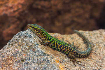 Italian wall lizard or ruin lizard - Podarcis siculus