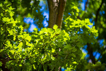 Green leaf background. Green leaf on greenery background. Leaf background. Green nature background. Green leaf in forest. Leaves backdrop.