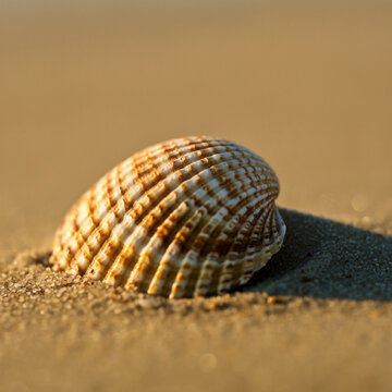 close up of seashell in a beach shell on the sand under the sun