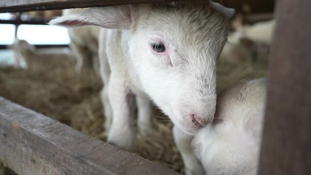 Young lambs in the pen playing mischievously