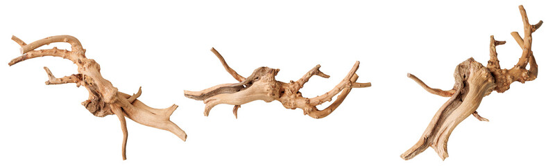 set old dry driftwood tree branch on an isolated white background close-up