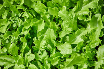 Fresh leaves of arugula growing in organic vegetable garden. Close up fresh green arugula. Top view of plant leaves in sunlight.
