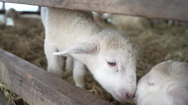 Young lambs in the pen playing mischievously