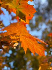 Close-up of Vibrant Orange Maple Leaf in Autumn Sunlight