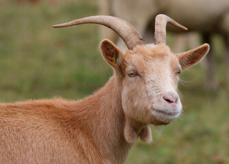 portrait of a smiling brown goat with horns on its head