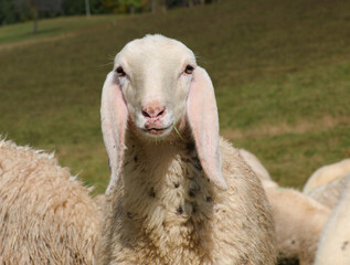 Obraz premium close up portrait of a sheep looking toward the camera with gentle expression