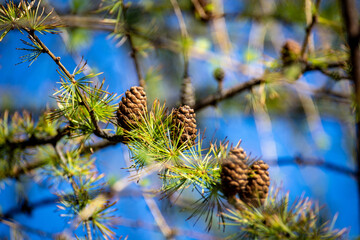 Large brown cones on a branch of a coniferous tree against the background of blue sky. Close up.