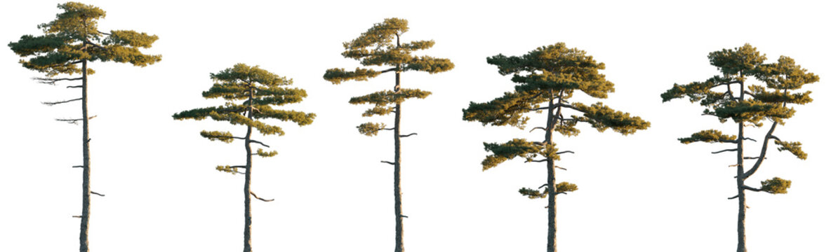 Pinus taiwanensis pine tree (Taiwan red pine, Taiwan song) isolated png on a transparent background evening light premium cutout Pinaceae mountain fir 