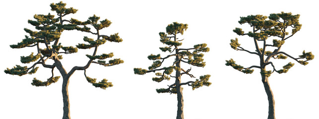 Pinus thunbergii pine tree (Green Pine, Japanese Black Pine, Thurnberg Pine) isolated png on a transparent background evening light premium foreground tree