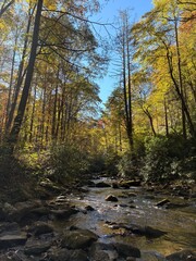 Colorful Fall day in river leaves falling water rushing over rocks fishing wildlife nature Blue ridge mountains green