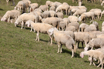 Fototapeta premium large flock of sheep and some goats grazing on a green hillside meadow creating a calm and peaceful scene in the countryside