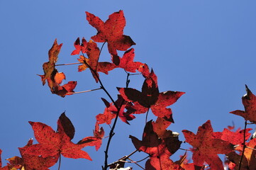 Blue sky and red leaves