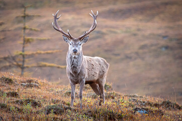 An autumnal close up HDR image of a Scottish Red Deer stag, Cervus elephus,scoticus on the hills of Ardour, Scotland