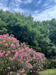 flowers in the garden