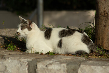White cat with gray spots with extended tail walking on the street old town Budva, Montenegro.