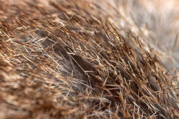Unusual Eurasian water shrew (Neomys fodiens) fur. The shrew's fur is thick, flat, contains a lot of air and is not wetted with water. Adaptation to an aquatic lifestyle. Ultramacro