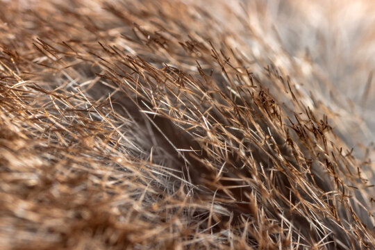 Unusual Eurasian water shrew (Neomys fodiens) fur. The shrew's fur is thick, flat, contains a lot of air and is not wetted with water. Adaptation to an aquatic lifestyle. Ultramacro