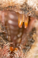 Eurasian water shrew (Neomys fodiens) teeth bite through victim's skin, inject paralyzing saliva from special jaw gland - cobra-like manner of killing. Victim is preserved by poison for long time