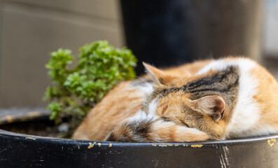 A heartwarming scene of a domestic cat taking a peaceful nap in a flower pot. The cat, with its distinctive coat of orange, white, and black, is curled up comfortably, its head resting on its paws.